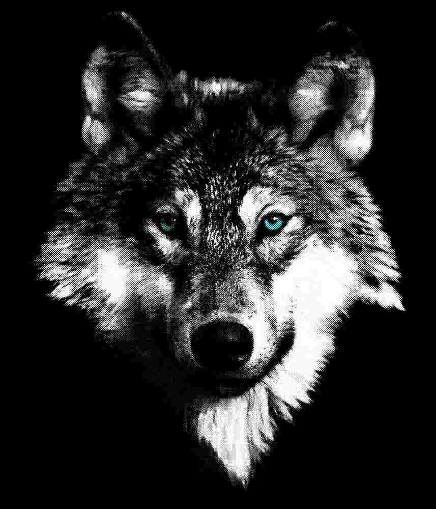 Free Download Wild Wolf T-shirt Graphic Design