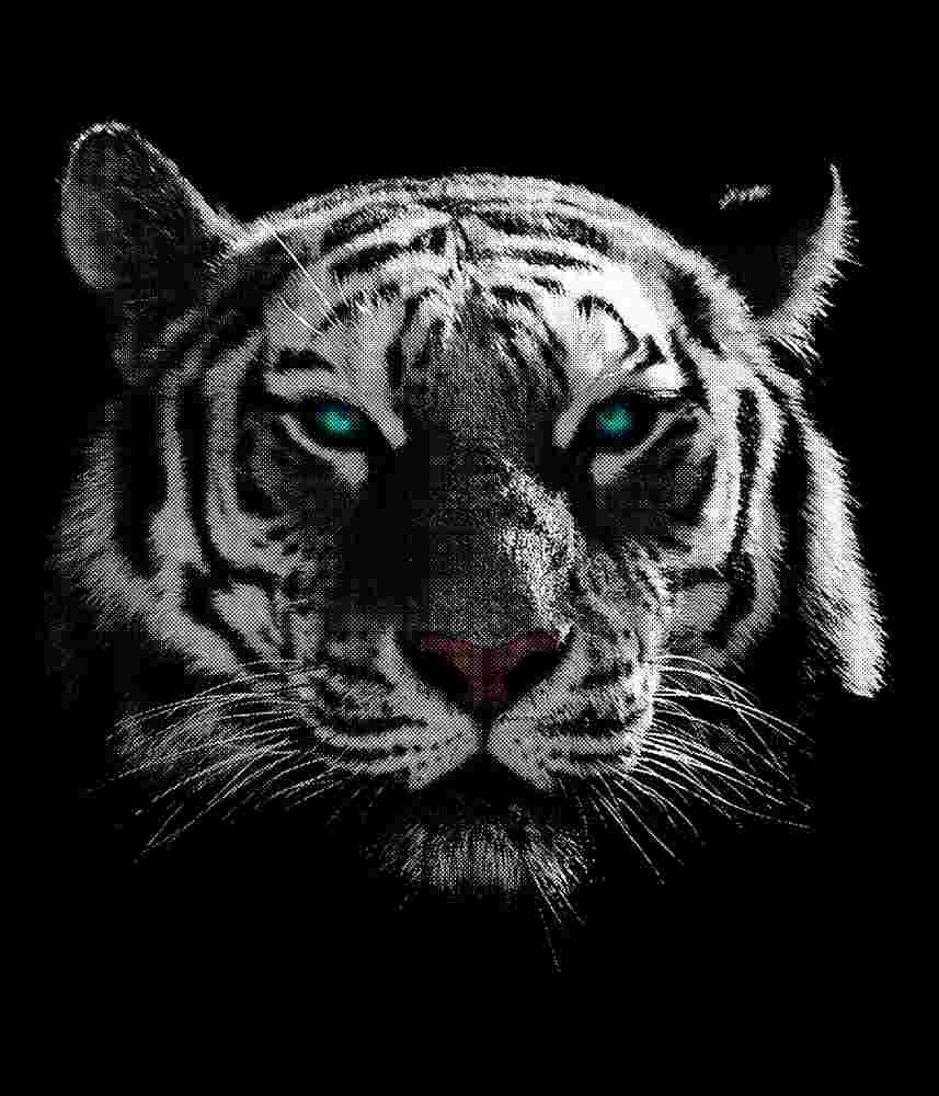 Free Download White Tiger Graphic Design