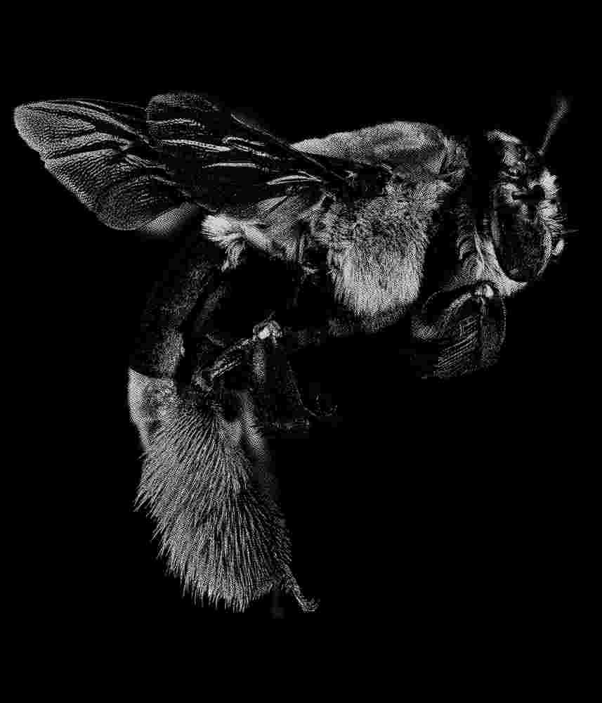 Free Download Halftone Bee Graphic Design