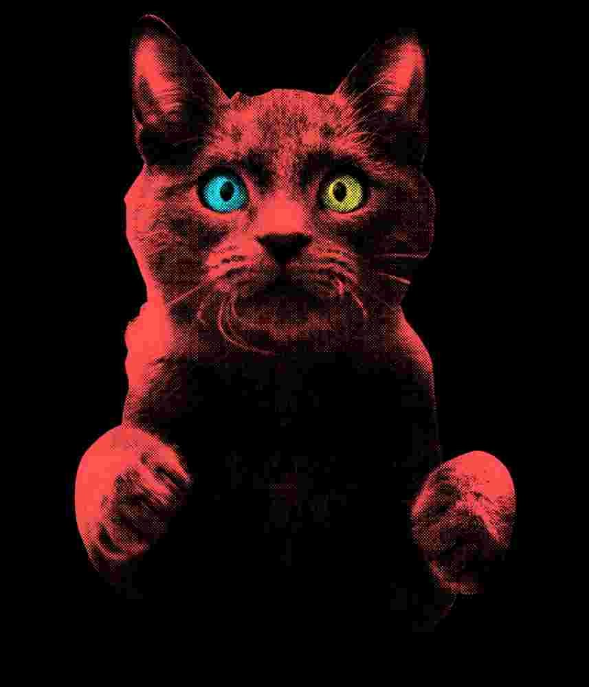 Free Download Cat With Heterochromia Graphic Design