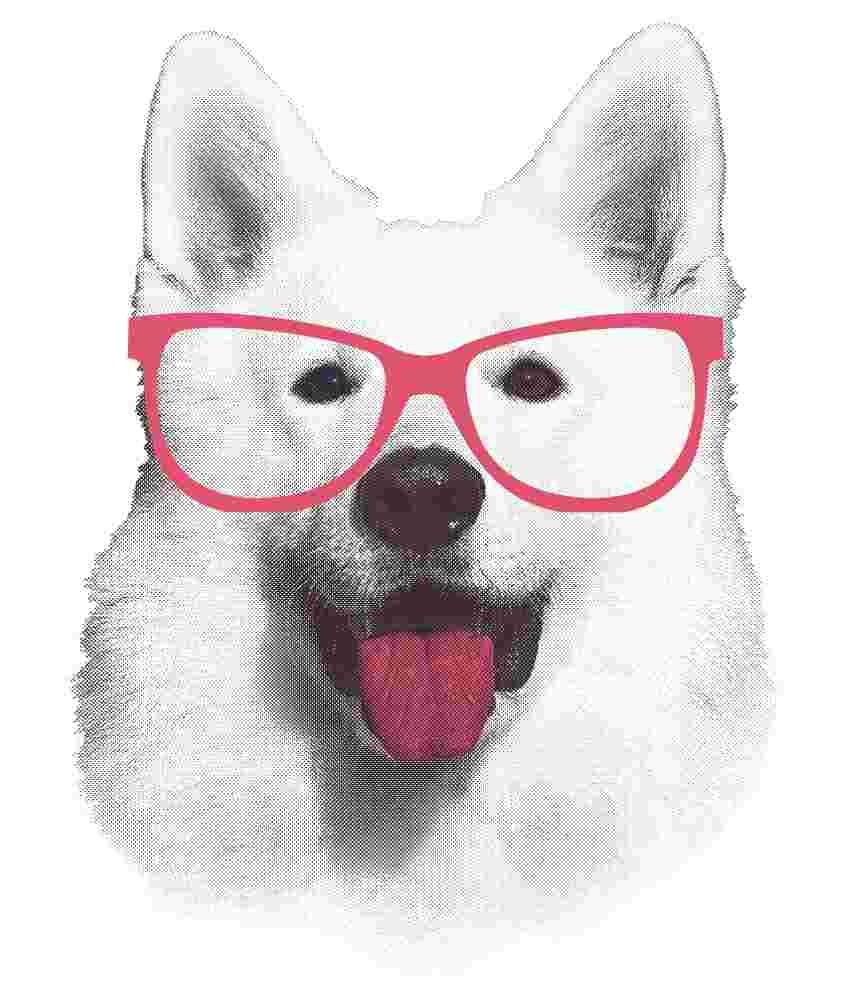 Free Download Samoyed With Pink Glasses Graphic Design