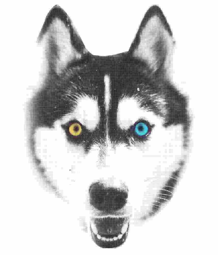 Free Download Husky With Heterochromia tshirt design, dog lover