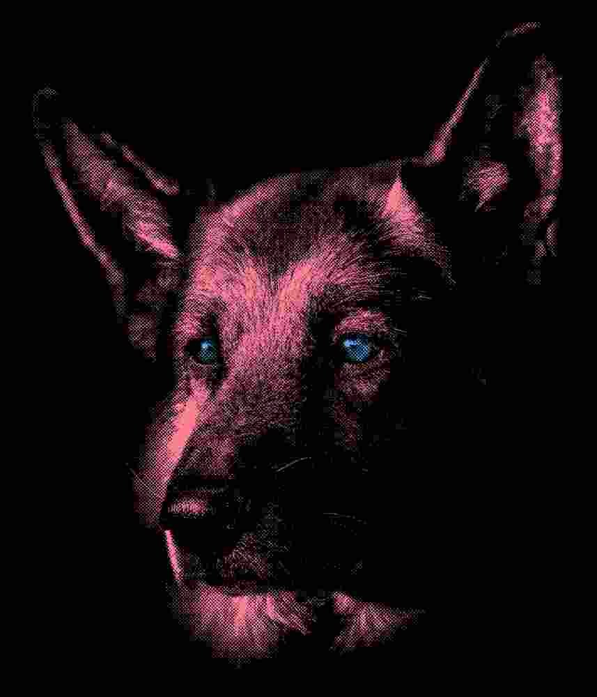 Free Download German Shepherd With Blue Eyes , t-shirt design, dog lover t-shirt