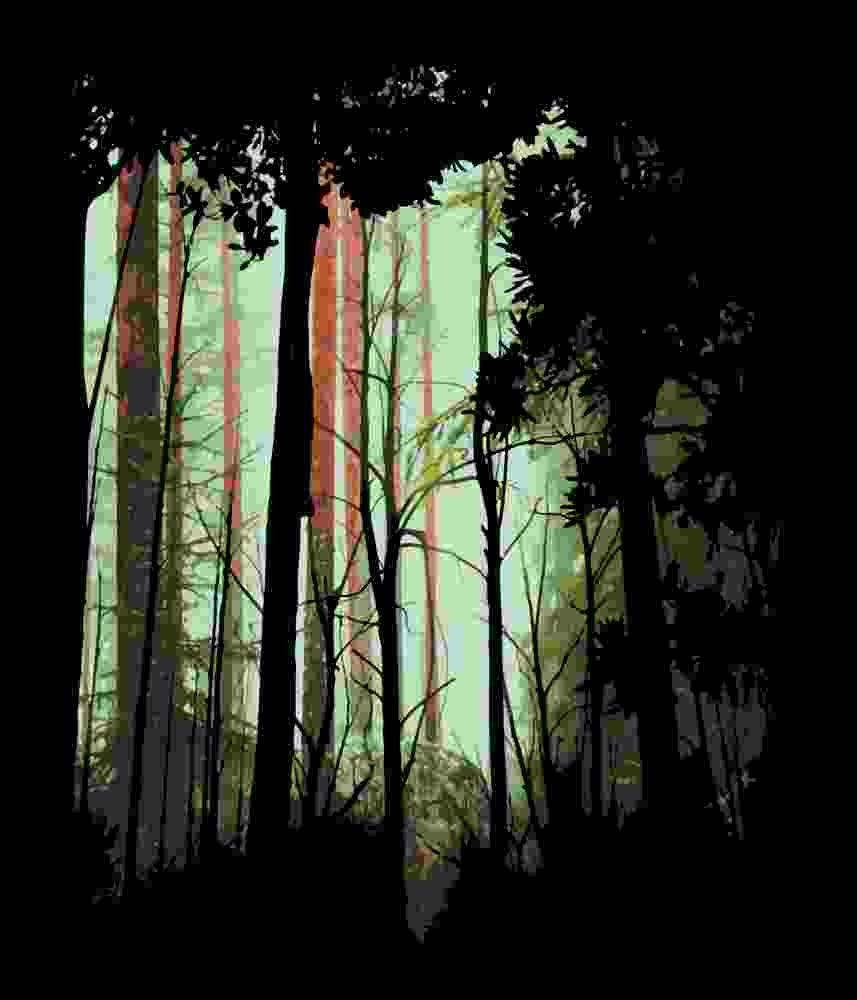 Free Download Into The Wild Beautiful Tall Forest