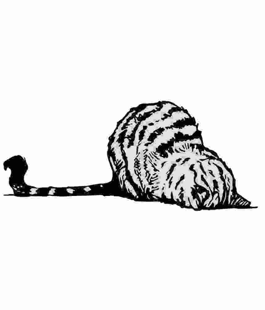 Free Download Nope. Not Today Funny Lazy Cat