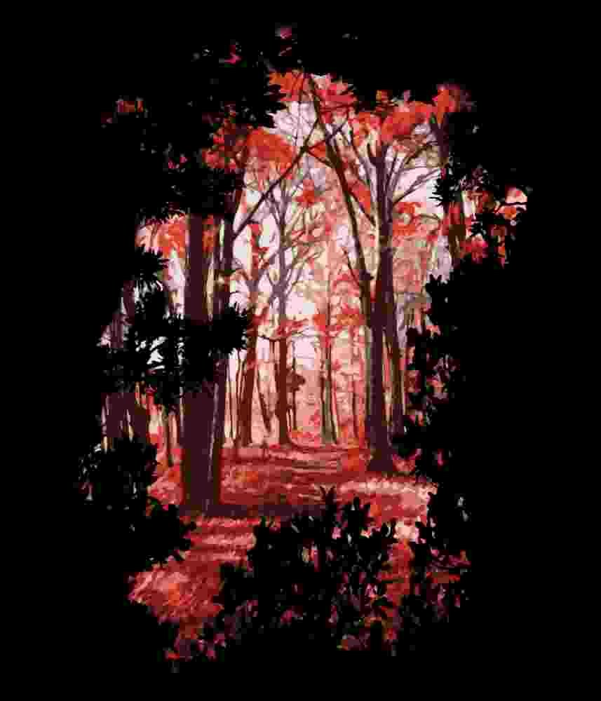 Free Download Into The Wild Forest In The Autumn Fall Forest