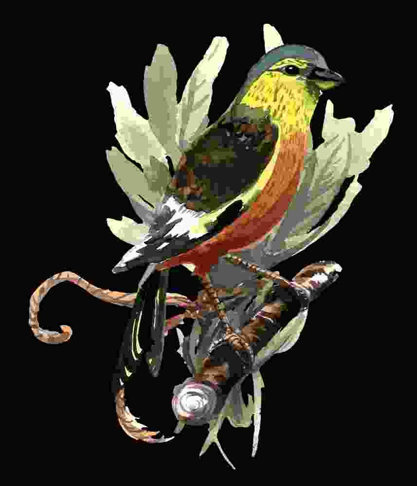 Free Download Watercolour Bird