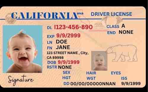 Free Download California Driver's License Fully Editable Digital Printable Template Funny License Replica