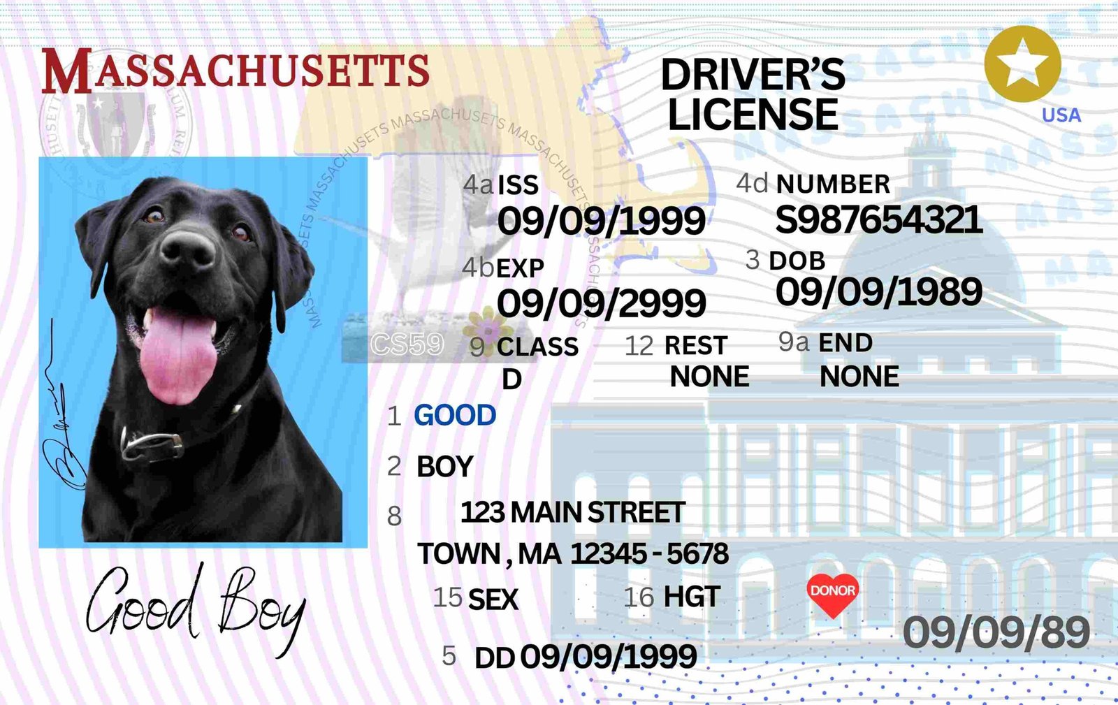 Free Download Massachusetts Driver License Pet Driving License Fully Canva Editable Digital Printable Template Funny License Replica